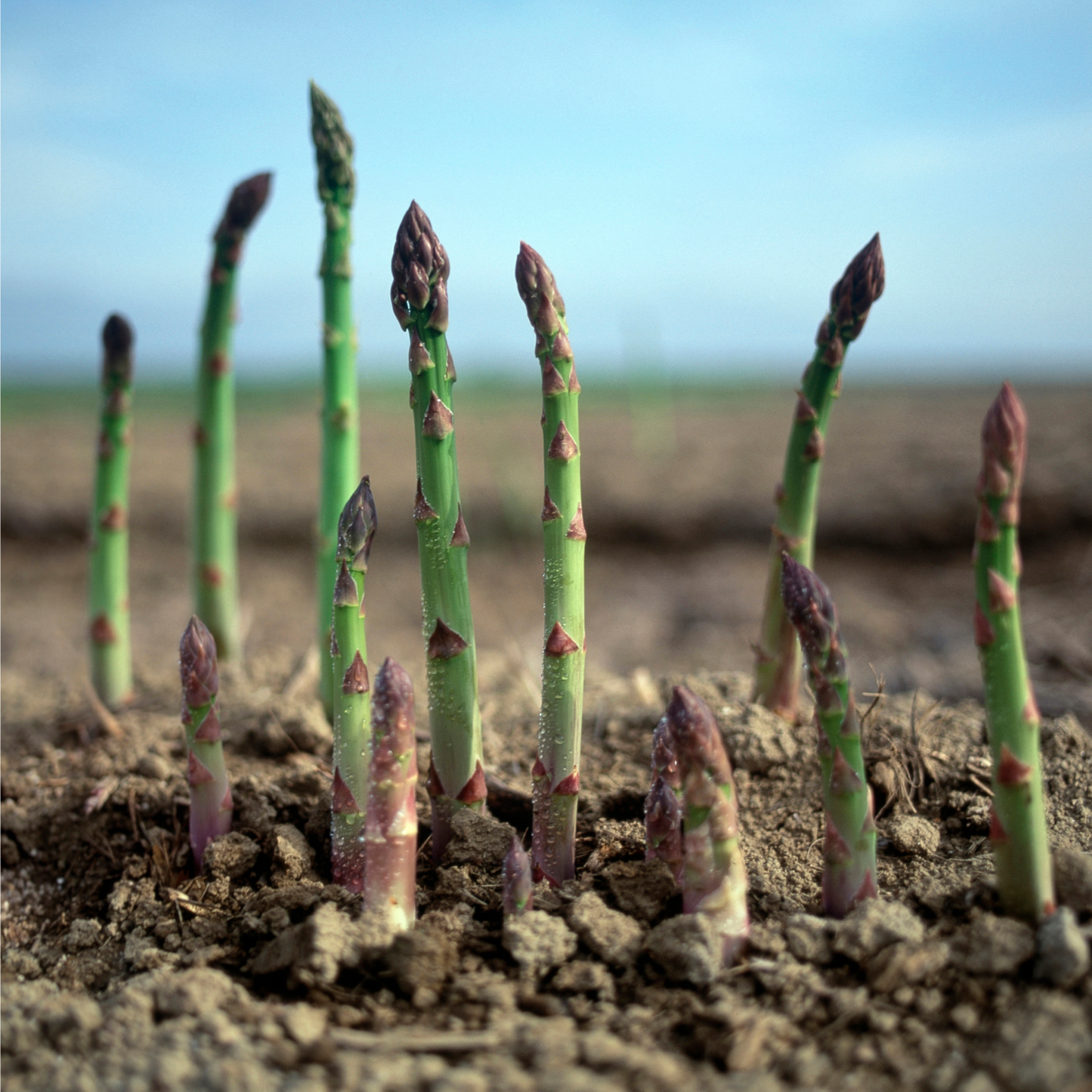 Spargel trifft Wein - Genusswanderung mit Spargel- und Weinverkostung