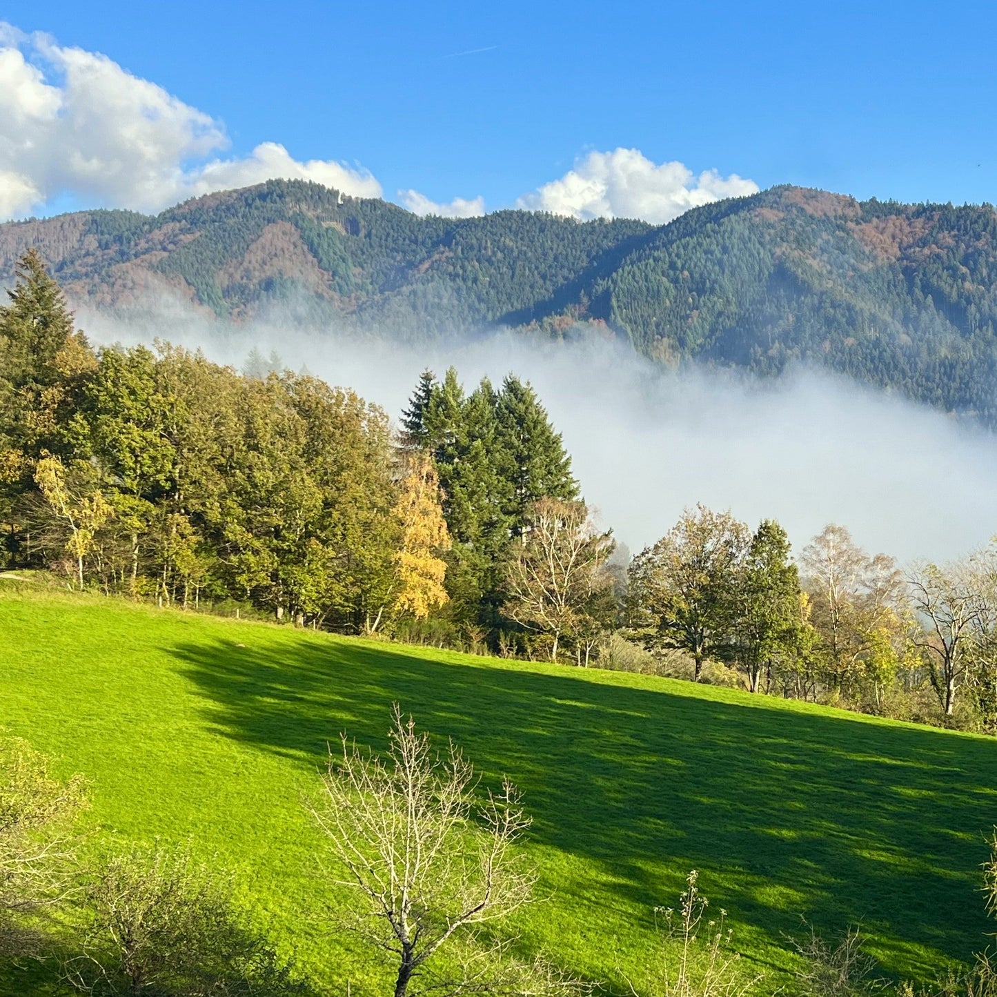Genuss-Retreat "Yoga meets Flavours" im Schwarzwald